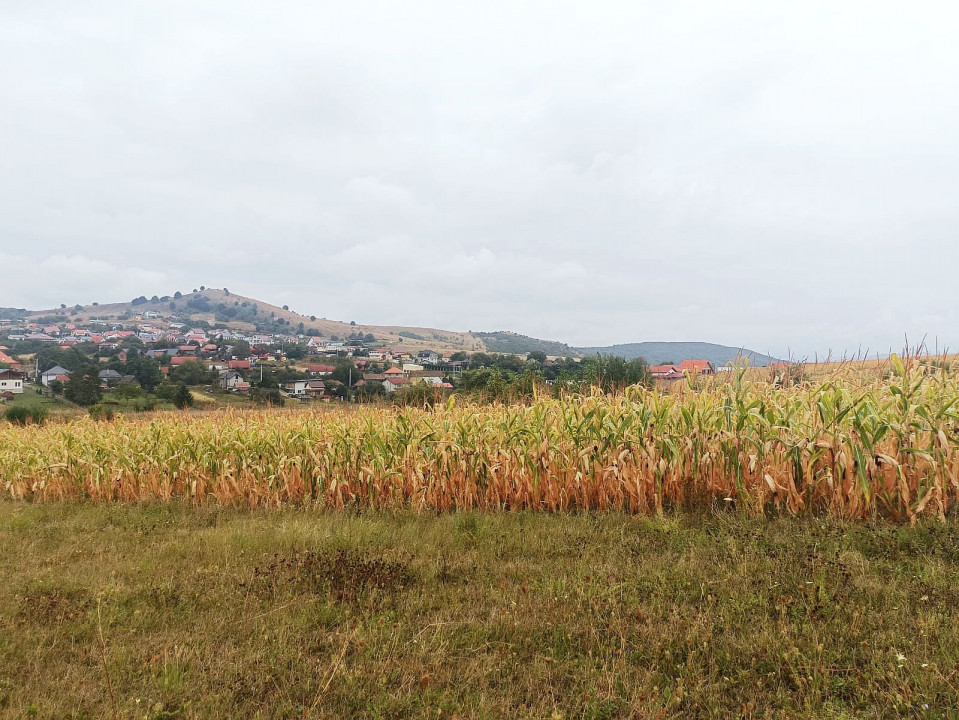 Teren de vanzare in Salicea, 4200 mp, pret oportun